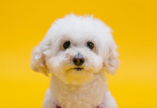 Inentingen pup