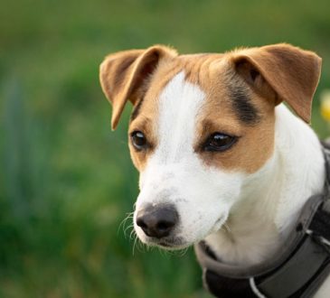 Chiot Jack Russel