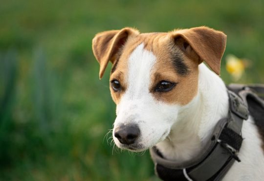 Jack Russel pup