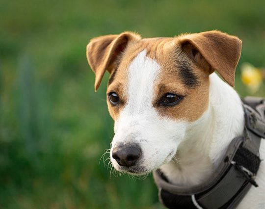 Chiot Jack Russel